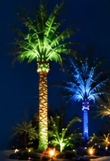 Palm trees uplit in green and blue.